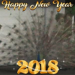 Meet your Posher, Anne